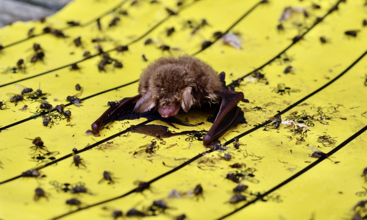 Klebefallen im Garten werden zur tödlichen Gefahr für Fledermäuse und Vögel 